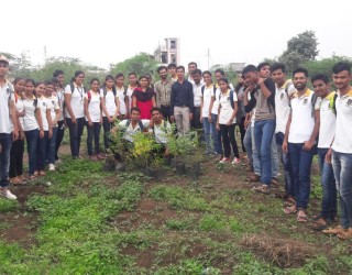 Tree Plantation 